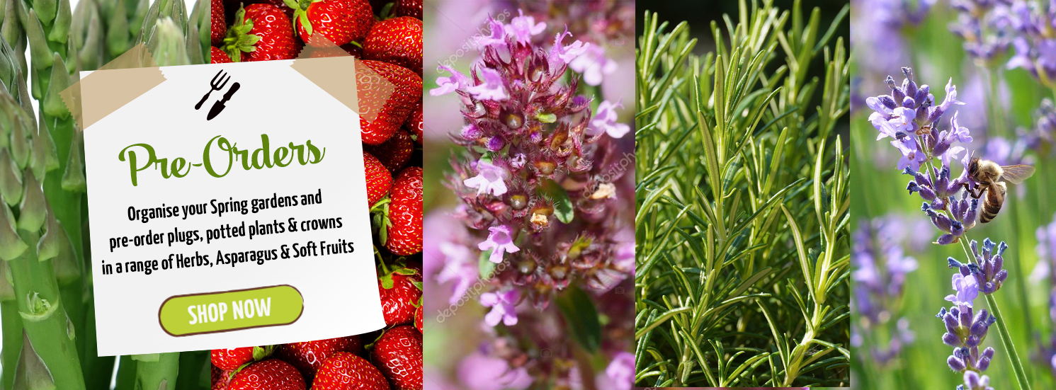 Hetty's Herbs & Plants Buy Herb Plants Online at Hetty's Herbs & Plants