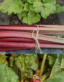 Rhubarb Collection