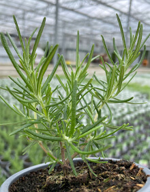 Rosemary Green Ginger – Salvia rosmarinus officinalis