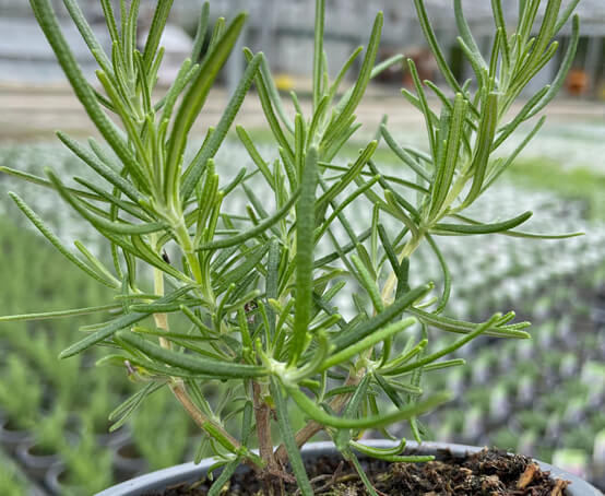 Hetty's Herbs & Plants Rosemary Green Ginger – Rosmarinus
