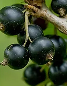 Blackcurrant Ben Lomond – Ribes nigrum