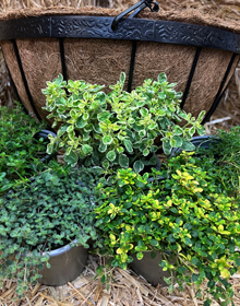 Hetty’s Hardy Herb Selection with Hanging Basket