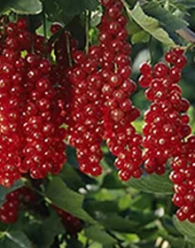 Redcurrant Rovada – Ribes rubrum