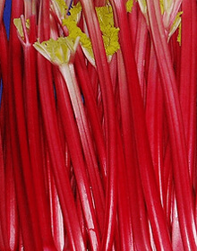 Rhubarb Raspberry Red