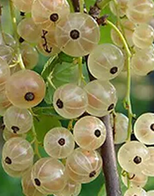 Whitecurrant White Versailles – Ribes Rubrum