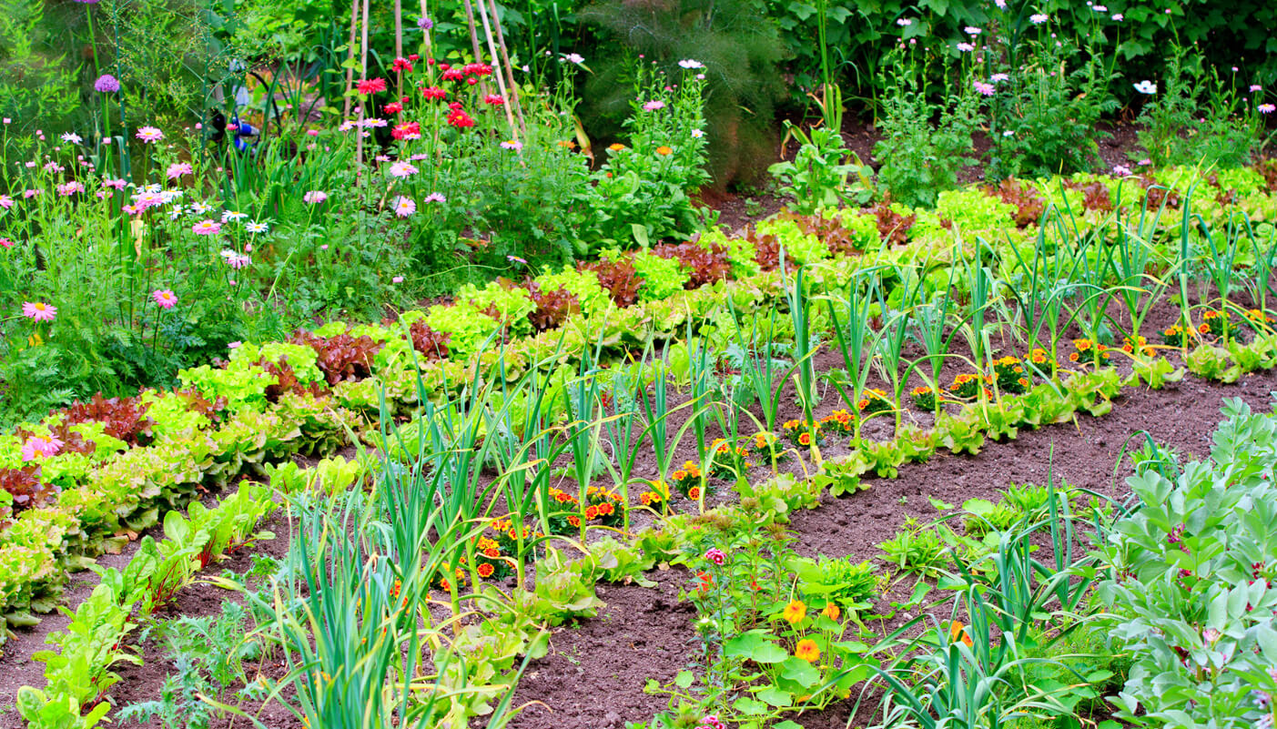 Companion Planting