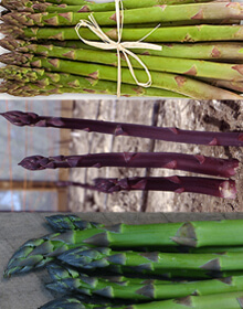 Asparagus Collection – 3 Varieties