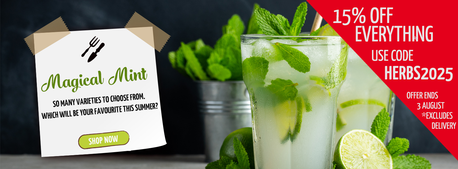 Hetty's Herbs Magical Mint