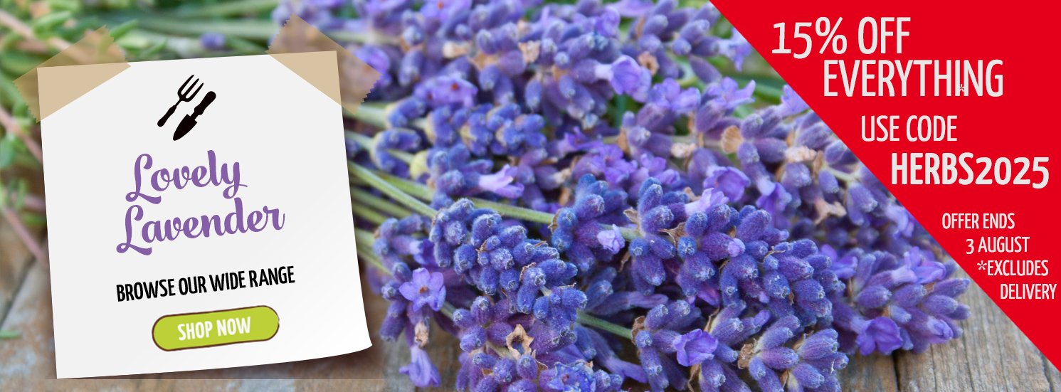 Hetty's Herbs Lavender Sale Summer 2025