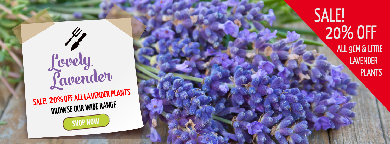 Hetty's Herbs Lavender Sale Summer 2025